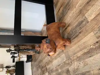 Prachtige leren deurstop hond Decobyjo - Bellingwolde