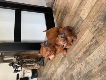 Prachtige leren deurstop hond Decobyjo - Bellingwolde